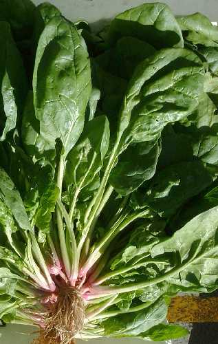 Spinach Bloomsdale