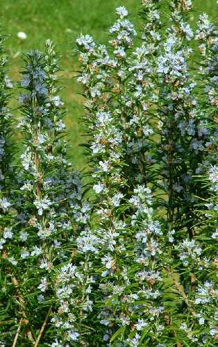 ROSEMARY