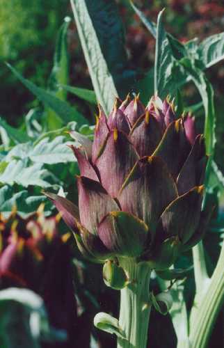 ARTICHOKE GLOBE 'Purple Headed'