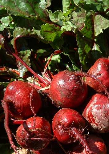 BEETROOT 'Early Wonder Tall Top'