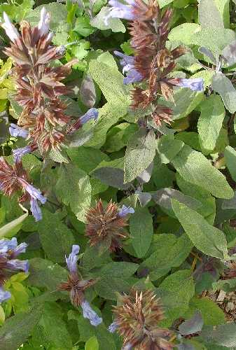 SAGE