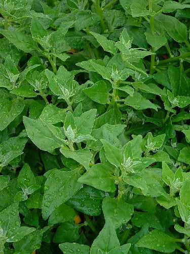 SPINACH - NEW ZEALAND