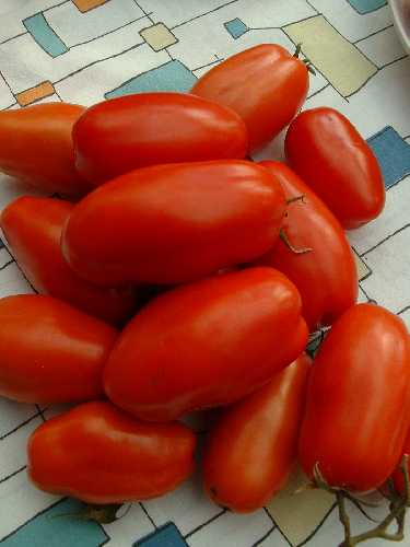 TOMATO 'SAN MARZANO'