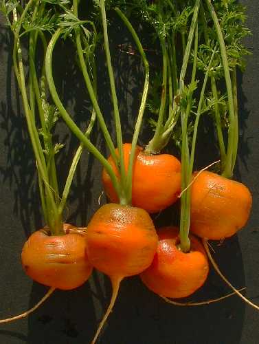 CARROT 'French Round'