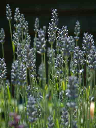 LAVENDER ENGLISH