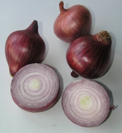 ONION 'Sheffield Red'