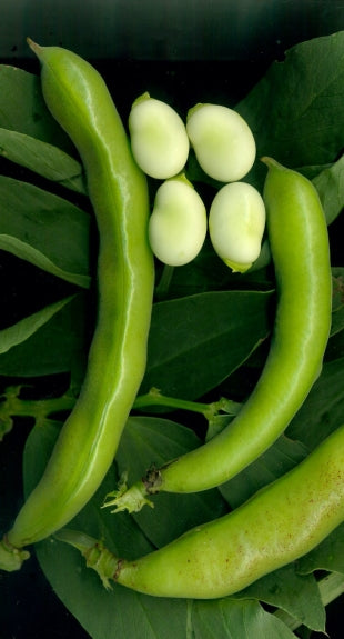 BEAN - BROAD ‘Coles Dwarf’