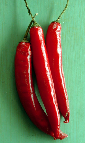 CHILLI ‘Cayenne’