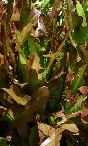 Lettuce 'Oak Leaf Red'