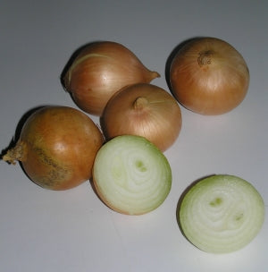 Onion Creamgold