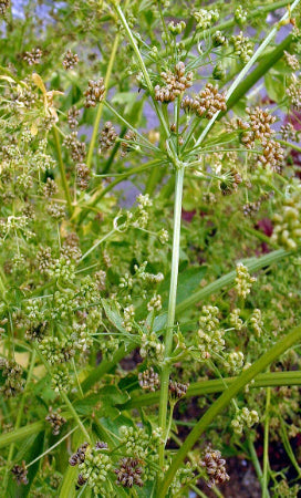 Anise