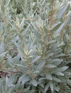 SALTBUSH, GREY