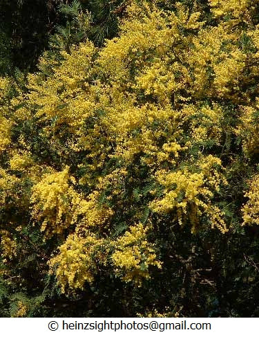SILVER WATTLE