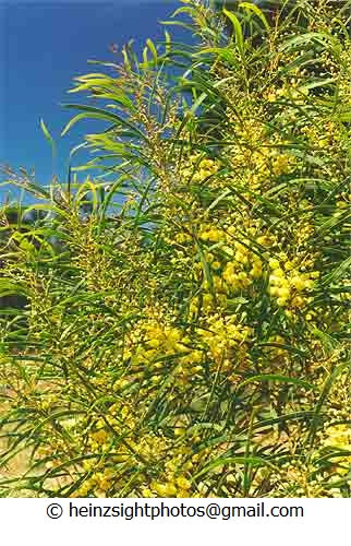 WIRALDA MIMOSA