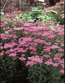 Cerise Yarrow
