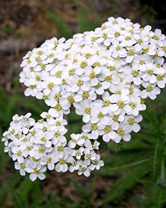 Achillea Hop Proa