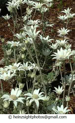FLANNEL FLOWER