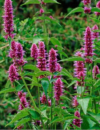 Korean Mint