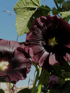 Hollyhock Black