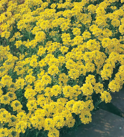 GOLDEN ALYSSUM