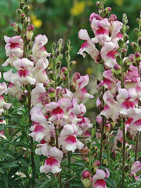 Snap Dragons ‘Lucky Lips’