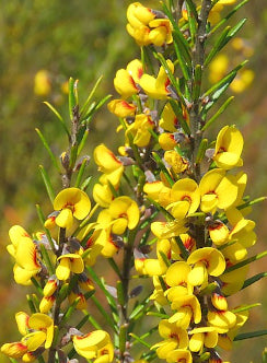 GOLDEN PEA