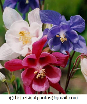 COLUMBINE 'Grandmother's Garden'