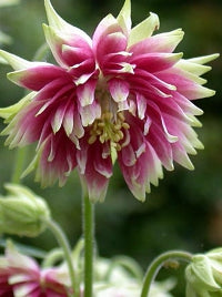Columbine ‘Nora Barlow’