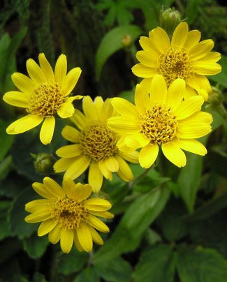 Arnica
