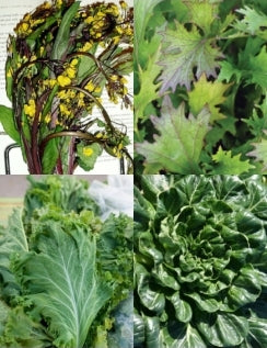 Asian Cool Green Mix