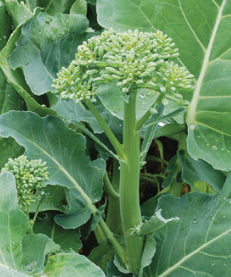 ASIAN GREEN ‘Happy Rich’ F1