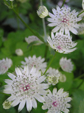 Astrantia Masterwort