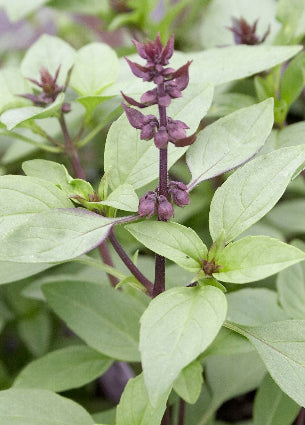 Basil Thai