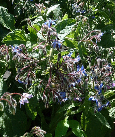Borage