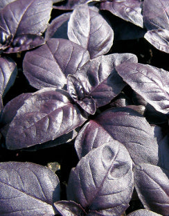 Basil ‘Red Rubin’