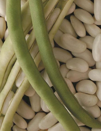 CLIMBING BEAN ‘Lazy Housewife’