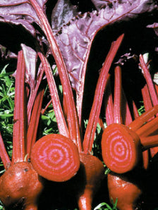 Beetroot 'Bulls Blood'