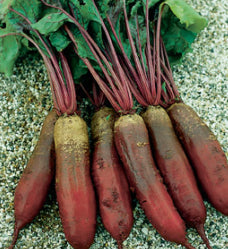 Beetroot ‘Cylindrica’