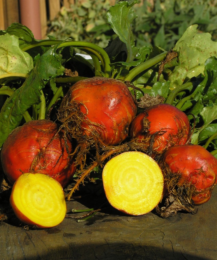 BEETROOT - ‘Golden’