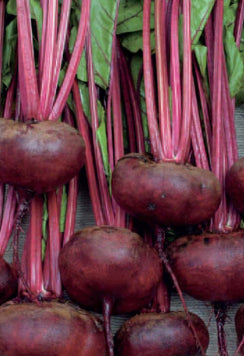 Beetroot ‘Crosbys Egyptian Flat’