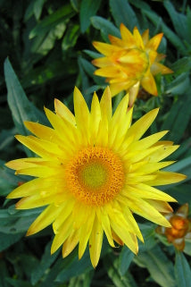 Yellow Paper Daisy
