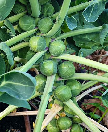 Brussel Sprouts Dagan