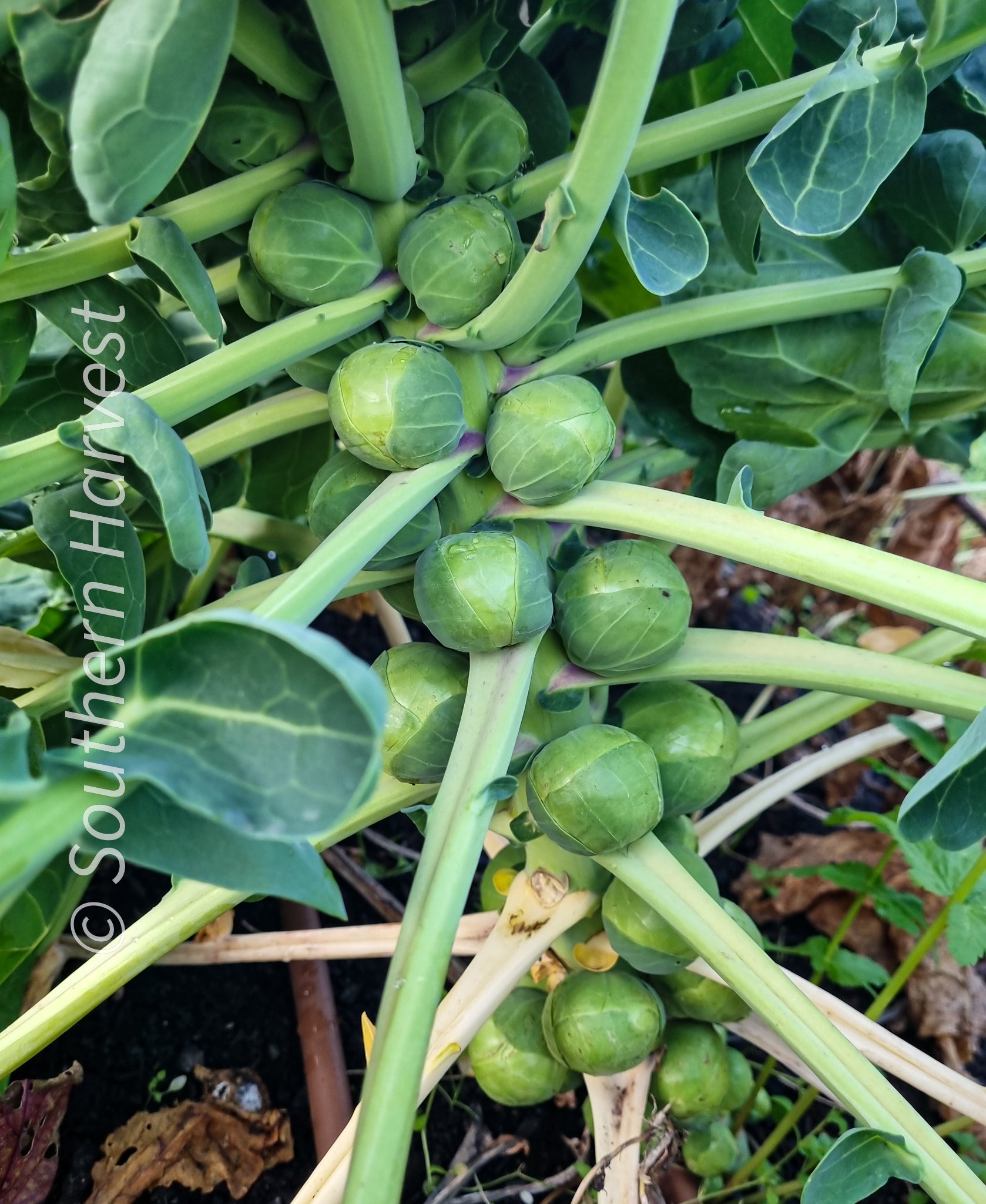 BRUSSEL SPROUTS ‘Dagan’ F1