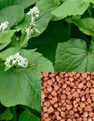 Buckwheat