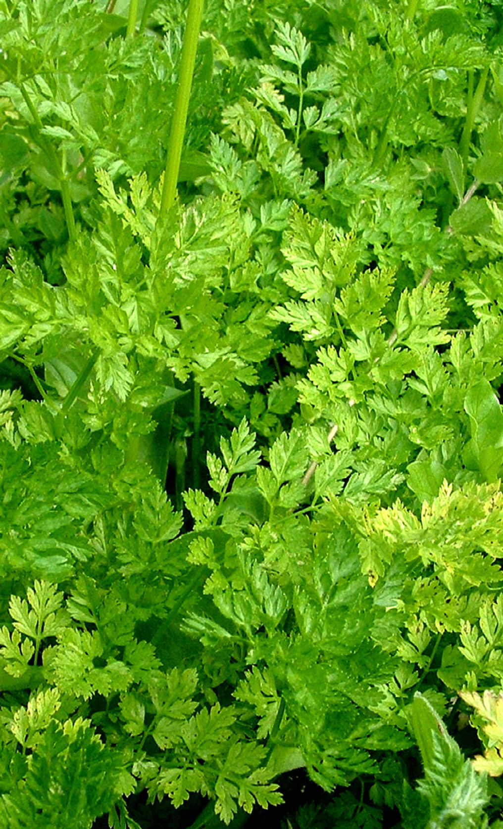 CHERVIL