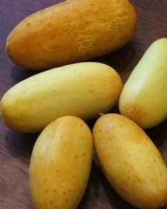 CUCUMBER 'Poona Kheera'