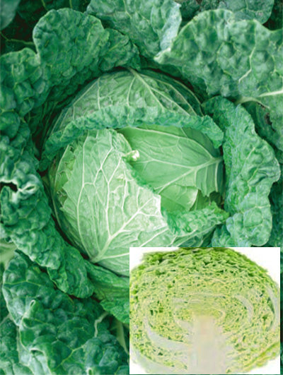 Cabbage Savoy King