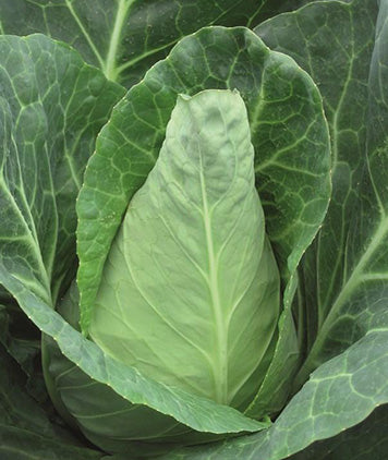 Cabbage Caraflex