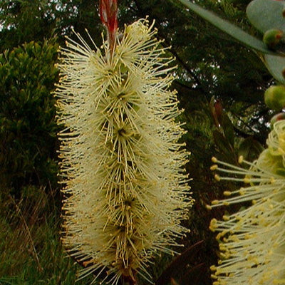 Yellow Bottlebrush
