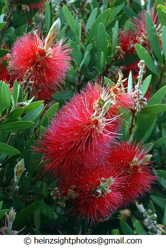 STIFF BOTTLEBRUSH